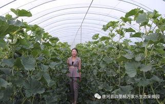 采摘园免费吃瓜活动,尽享采摘园免费吃瓜盛宴”