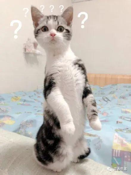魔法猫咪吃瓜,魔法猫咪的奇幻瓜界冒险记