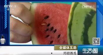 坐地吃瓜不吐籽,尽享籽香四溢的悠闲时光