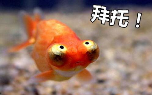 金鱼爆料视频大全最新下载,最新下载集锦一览