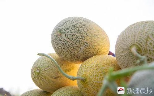 七个月可以吃西州蜜瓜吗,七个月宝宝能否享用西州蜜瓜的甜蜜滋味？