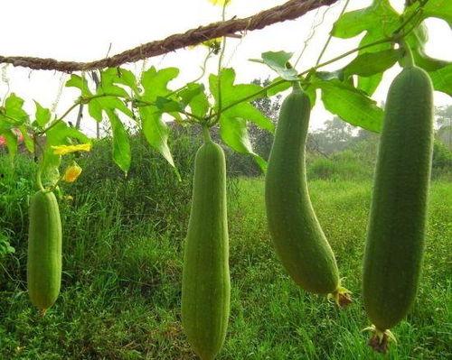 像丝瓜的瓜怎么吃,家常丝瓜的多样吃法