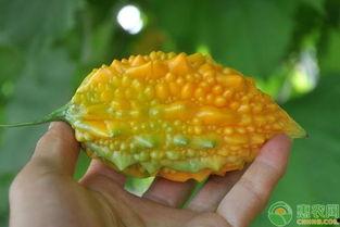 黄金怪瓜怎么吃,黄金怪瓜的独特食法揭秘