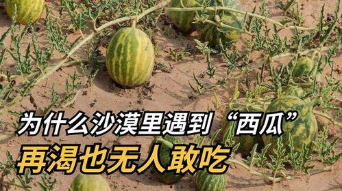 沙漠里面吃瓜,探寻沙漠中的瓜果传奇