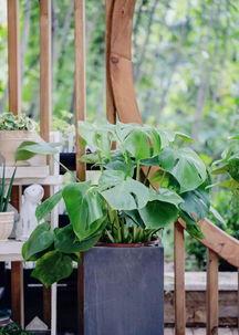 网红的绿植,打造家居绿意盎然新风尚