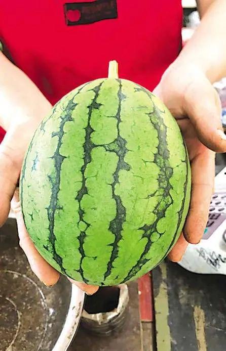 吃瓜故事马来西亚,吃瓜群众的欢乐盛宴