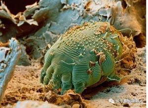 奥斯卡小虫吃瓜